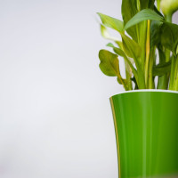 Santino Arte Pflanztöpfe 4er-Set Ø 13.5 cm, H 12.5 cm Grün/​​Weiß