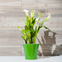 Santino Arte Pflanztöpfe Ø 13.5 cm, H 12.5 cm Grün/Weiß