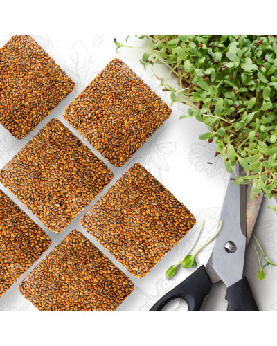OraGarden Starter Microgreens-Saatpads-Mix 48 Stück