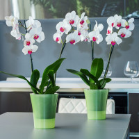 Santino Arte-Dea Pflanztöpfe Drainage Set (6 Töpfe Ø 12.5 cm, H ​​14.5 cm Apfelgrün + Blähton ​​2.5 Liter)