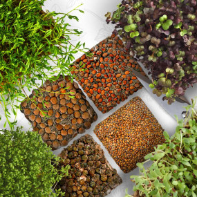 OraGarden Frische Microgreens-Saatpads-Mix 24 Stück