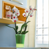 Santino Arte-Dea Pflanztöpfe Drainage Set (6 Töpfe Ø 12.5 cm, H ​​14.5 cm Apfelgrün + Blähton ​​2.5 Liter)