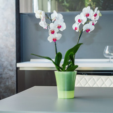 Santino Arte-Dea Pflanztöpfe Drainage Set (6 Töpfe Ø 12.5 cm, H ​​14.5 cm Apfelgrün + Blähton ​​2.5 Liter)