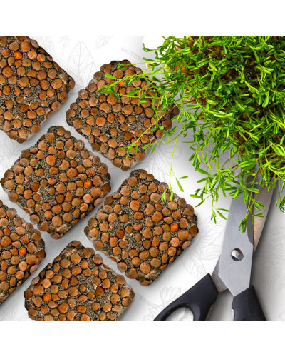 OraGarden Starter Microgreens-Saatpads-Mix 48 Stück