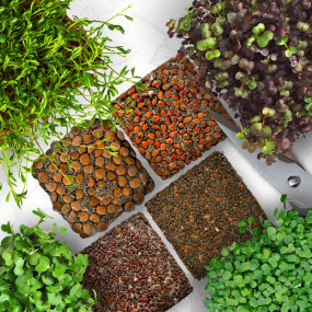 OraGarden Salat Microgreens-Saatpads-Mix 24 Stück mit Bio-Saatgut