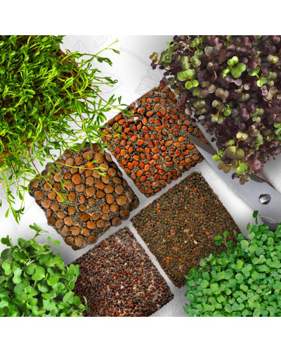 OraGarden Starter Microgreens-Saatpads-Mix 48 Stück