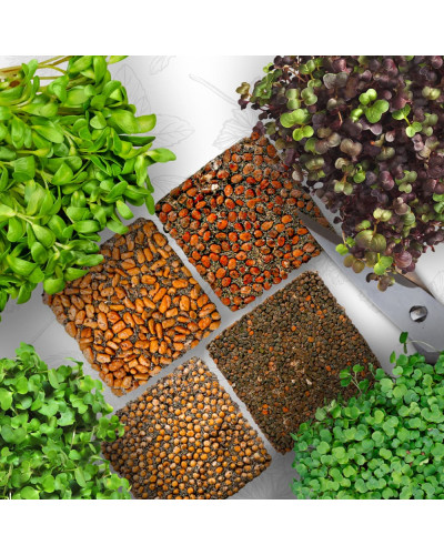OraGarden Starter Microgreens-Saatpads-Mix 48 Stück