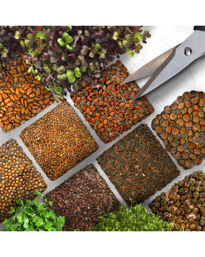 OraGarden Starter Microgreens-Saatpads-Mix 48 Stück