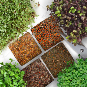 OraGarden Vitamin Microgreens-Saatpads-Mix 24 Stück