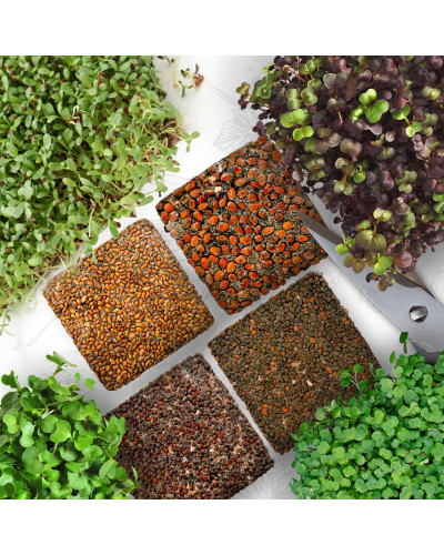OraGarden Starter Microgreens-Saatpads-Mix 48 Stück