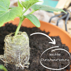 LovePlants 30 x Kokos Quelltabletten - 100% torffrei