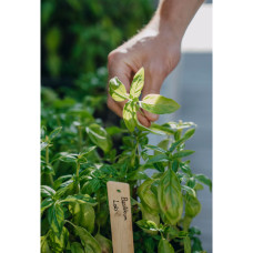 Nelson Garden Basilikum, Loki, Organic