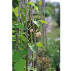 Nelson Garden Bohne, Feuer-, Celebration