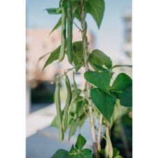 Nelson Garden Bohne, Stangen-, Blue Lake