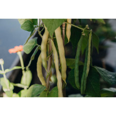 Nelson Garden Bohne, Wachs-, Maxidor