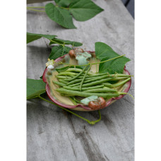 Nelson Garden Bohnen, Brech-, Cogito