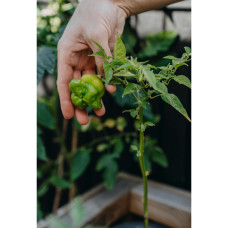 Nelson Garden Chili, Jamaican Bell