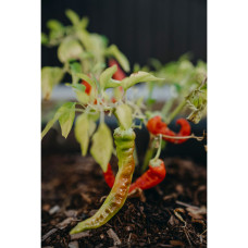 Nelson Garden Chili, Lombardo