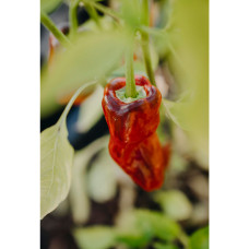 Nelson Garden Chili, Padron