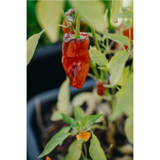 Nelson Garden Chili, Padron