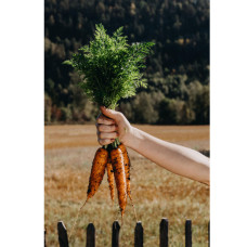 Nelson Garden Karotte, Winter-, Flakkée 2, Organic