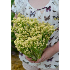 Nelson Garden Kohl, Röschenblumen-, Blumini F1