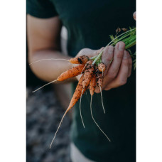 Nelson Garden Möhre, Sommer-, Mokum F1