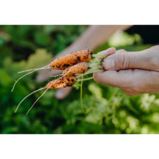 Nelson Garden Möhre, Sommer-, Mokum F1