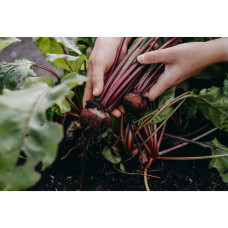 Nelson Garden Rote Bete, Hullahoop mix