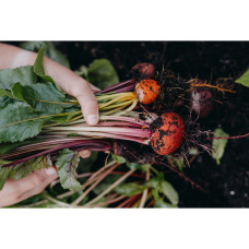 Nelson Garden Rote Bete, Hullahoop mix