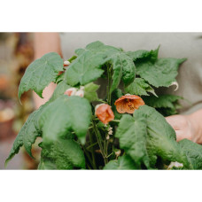 Nelson Garden Schönmalve/Zimmerahorn,