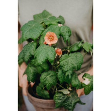 Nelson Garden Schönmalve/Zimmerahorn,