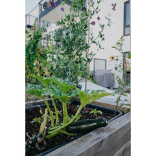 Nelson Garden Zucchini, Diamant F1