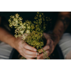 Nelson Garden Dill, Blatt-, Teddy