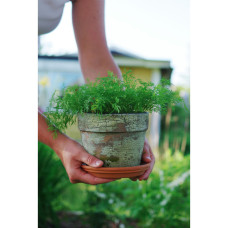 Nelson Garden Dill, Blatt-, Teddy