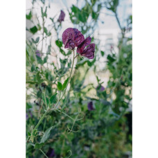 Nelson Garden Duftwicke, Old Spice Mix