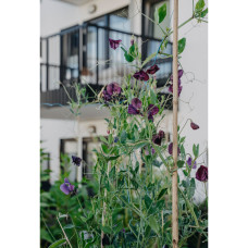 Nelson Garden Duftwicke, Old Spice Mix