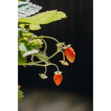 Nelson Garden Erdbeere, Rainbow Treasure F1