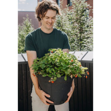 Nelson Garden Erdbeere, Rainbow Treasure F1