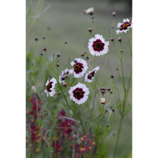 Nelson Garden Mädchenauge, Incredible! Swirl