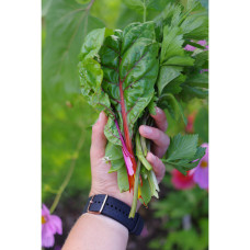 Nelson Garden Mangold, Fireworks, Organic