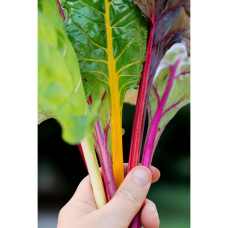 Nelson Garden Mangold, Fireworks, Organic