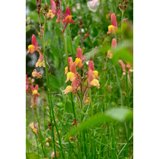 Nelson Garden Marok. Leinkraut, Licilia Peach