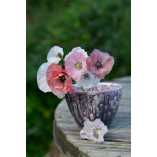 Nelson Garden Mohn, Klatsch-, Mother of Pearl