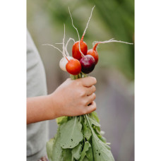 Nelson Garden Radieschen, Mix