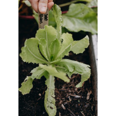 Nelson Garden Salat, Römer-, Globus