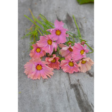 Nelson Garden Schmuckkörbchen, Apricotta