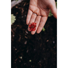 Nelson Garden Skabiose, Samt-, Summer fruits