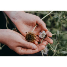 Nelson Garden Skabiose, Stern-, Paper moon