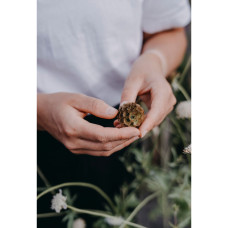 Nelson Garden Skabiose, Stern-, Paper moon